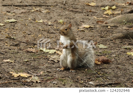 squirrel standing on the ground squirrel standing on the ground 124202946