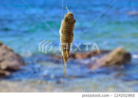 Kusafugu Kusafugu 124202968