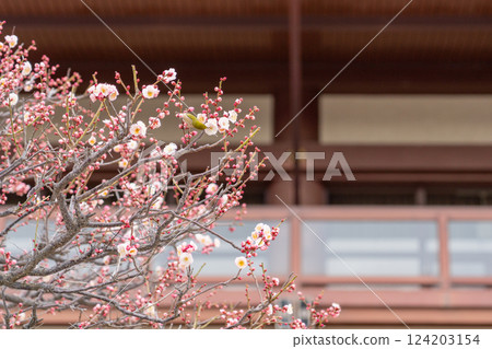 中山寺的櫻花和繡眼鳥 124203154