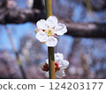 Close-up of cute white plum blossoms in spring 124203177