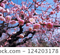 Blue sky and plum blossoms in full bloom 124203178