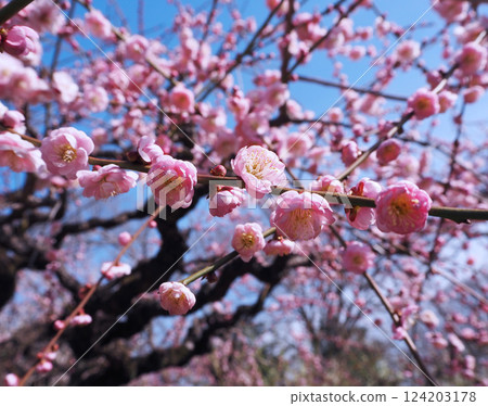 藍天和盛開的李子開花 藍天和盛開的李子開花 124203178