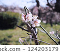 Plum blossoms telling the arrival of spring 124203179