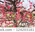 Spring plum blossoms in full bloom 124203181
