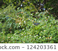 A Ryukyu swallowtail butterfly at the entrance to Shinjo Beach (Miyakojima, Okinawa) 124203361