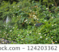 A Ryukyu swallowtail butterfly at the entrance to Shinjo Beach (Miyakojima, Okinawa) 2 124203362