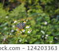A Ryukyu swallowtail butterfly at the entrance to Shinjo Beach (Miyakojima, Okinawa) 3 124203363