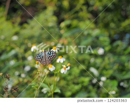 A Ryukyu swallowtail butterfly at the entrance to Shinjo Beach (Miyakojima, Okinawa) 3 124203363