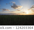Sugarcane fields near Shinjo Beach at dusk (Miyakojima, Okinawa) 2 124203364