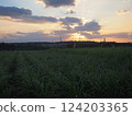 Sugarcane fields near Shinjo Beach at dusk (Miyakojima, Okinawa) 124203365