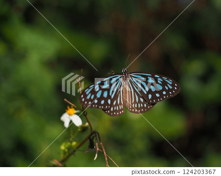 Ryukyu Butterfly at Shinjo Beach (Miyakojima, Okinawa) 2 124203367
