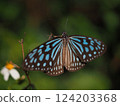 The Ryukyu swallowtail butterfly on Shinjo Beach (Miyako Island, Okinawa) 124203368