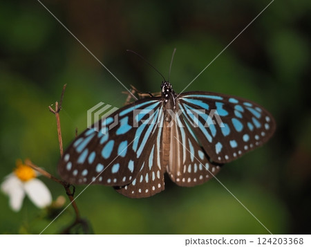 The Ryukyu swallowtail butterfly on Shinjo Beach (Miyako Island, Okinawa) 124203368