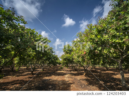 cashew trees and fruit at organic farm in thailand cashew trees and fruit at organic farm in thailand 124203403