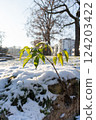 A green sprout breaking through the snow in spring. 124203422