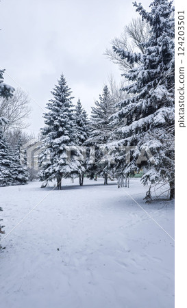 Winter trees in snow, mountains and blue sky. Spruce and pine trees. Landscape 124203501