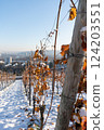 Vineyards in West Germany in winter. 124203551