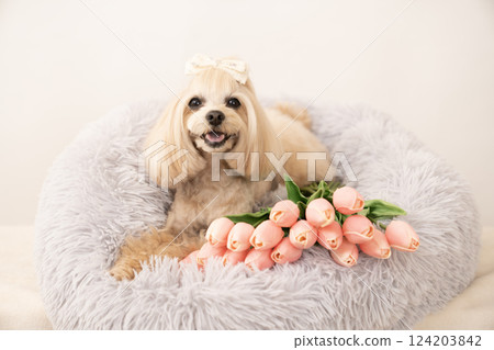 Maltipoo Panna in bed with a white bag and tulips 124203842