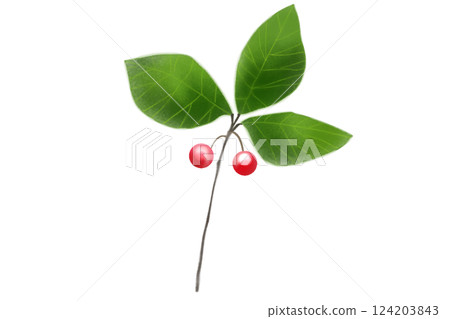 Card of Ardisia crenata (Japanese quince), Juryo fruit 124203843