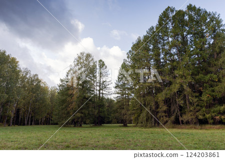 A tranquil forest scene featuring tall green trees and a meadow A tranquil forest scene featuring tall green trees and a meadow 124203861