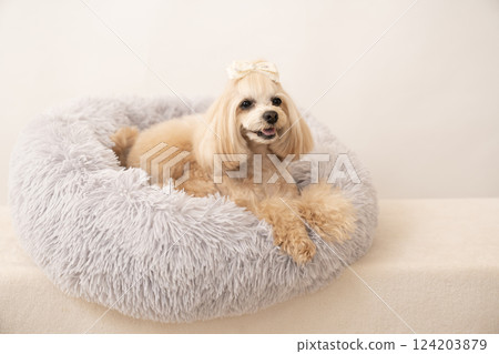 Maltipoo Panna laughing in bed with a white background Maltipoo Panna laughing in bed with a white background 124203879