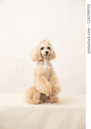 馬耳他犬 Panna 站著，面帶微笑，背景為白色 124204038