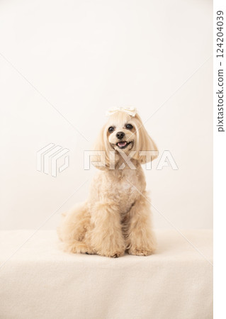 Panna the Maltipoo standing and smiling with a white background 124204039