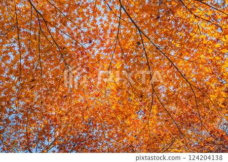 Morning scenery of Yusanji Temple in Fukuroi city, Shizuoka prefecture, with autumn leaves 124204138