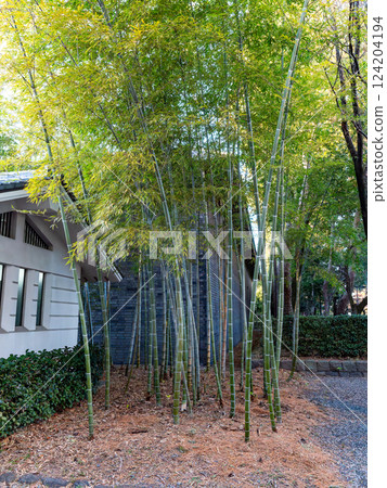 冬日傍晚，可以欣賞到堅不可摧、無法攻佔的能堡遺址和竹林 124204194