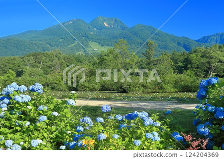 [Niigata Prefecture] Mt. Myoko and hydrangeas on a clear day (Imori Pond) 124204369