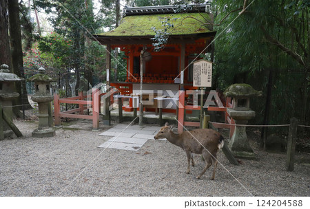 Kasuga Taisha Shrine, Kasugano-cho, Nara City, Nara Prefecture 124204588