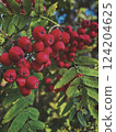 Photo of a rowan tree, focus is on three huge bunches of red berries 124204625
