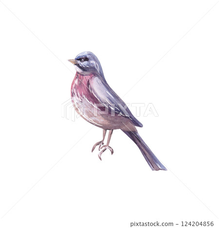 Robin bird. Isolated watercolor illustration of a bird in a realistic style for postcard design, printing on clothes, fabric, posters. Robin bird. Isolated watercolor illustration of a bird in a realistic style for postcard design, printing on clothes, fabric, posters. 124204856