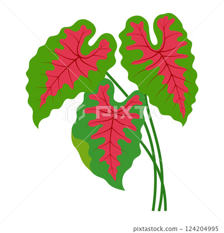 caladium flower isolated caladium flower isolated 124204995