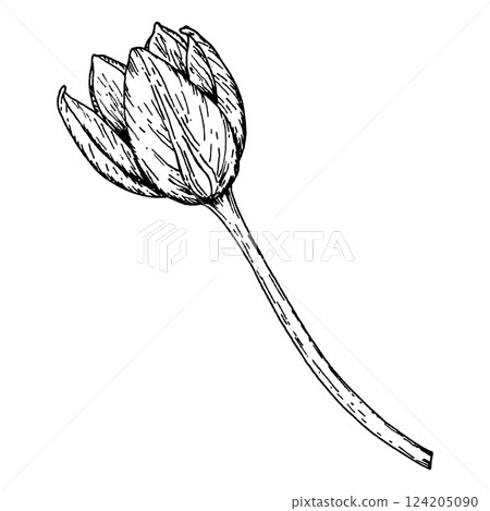 Hand-drawn ink illustration of a blooming tulip bud. Perfect for botanical prints, greeting cards, floral packaging, textile designs, and home decor. A versatile element for spring and romance Hand-drawn ink illustration of a blooming tulip bud. Perfect for botanical prints, greeting cards, floral packaging, textile designs, and home decor. A versatile element for spring and romance 124205090