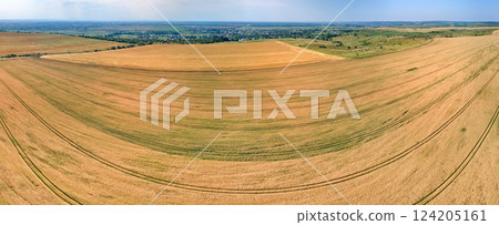 Aerial landscape view of yellow cultivated agricultural field with ripe wheat on bright summer day 124205161