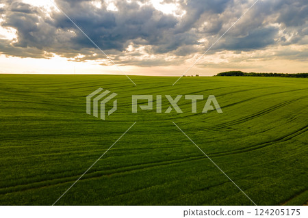Aerial landscape view of green cultivated agricultural fields with growing crops on bright summer evening. 124205175