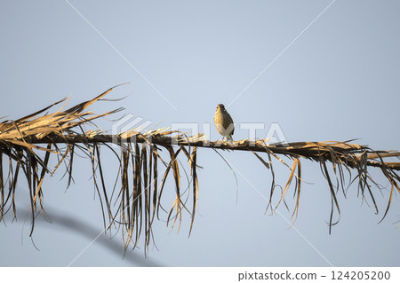 A Palm Warbler bird perched on a tree branch in Florida shrubbery 124205200