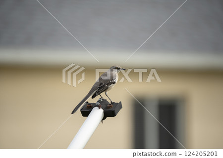 A Northern mockingbird bird perched on a fence pole 124205201