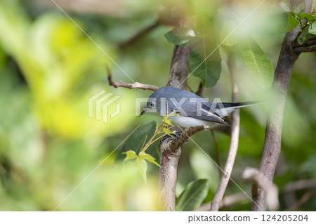 A Blue-Gray Gnatcatcher bird perched on a tree branch in summer Florida shrubs 124205204