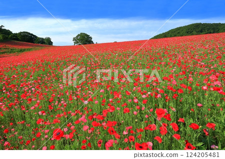 [Saitama Prefecture] Poppies at Sainokuni Fureai Farm 124205481