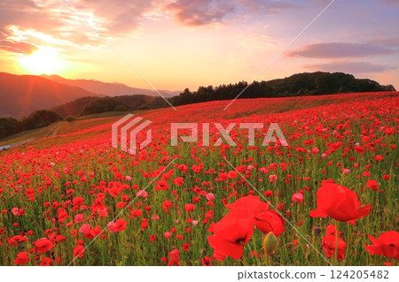 [Saitama Prefecture] Poppies at Sainokuni Fureai Farm dyed in the sunset 124205482