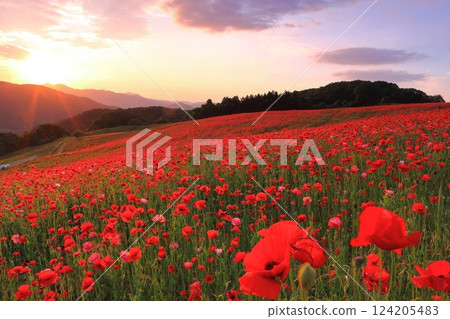 [Saitama Prefecture] Poppies at Sainokuni Fureai Farm dyed in the sunset 124205483