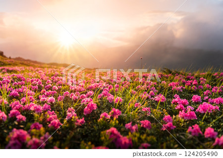 Blooming rhododendrons blanketing a mountain slope 124205490