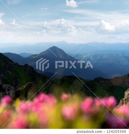 Majestic summer mountains adorned with blooming pink rhododendrons Majestic summer mountains adorned with blooming pink rhododendrons 124205509