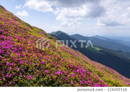 Picturesque spring mountain scenery with lush rhododendron flowers 124205516