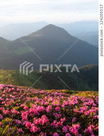 Picturesque spring mountains with vibrant rhododendron blooms 124205517