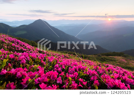 Scenic summer mountain meadow with blooming rhododendrons Scenic summer mountain meadow with blooming rhododendrons 124205523