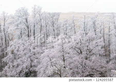 Trees on snowy landscape in winter 124205587