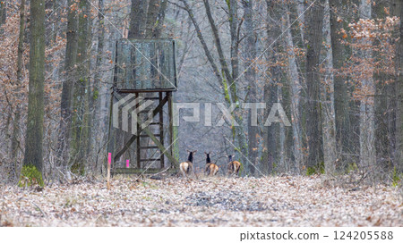 Group of red deer in the forest in autumn next to the hunting lodge 124205588